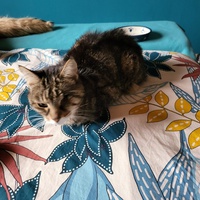 photo de livraison pour Chat de Gout'hier sans Toit