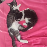 photo de livraison pour Chiens, Chats et Cie