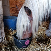 photo de livraison pour Les Chevaux d'Elo