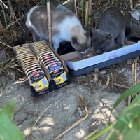 photo de livraison pour Les chats Port-Saint-Louisiens