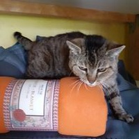 photo de livraison pour Les Chats de la Rue