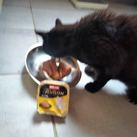 photo de livraison pour Chats errants du val du crenu