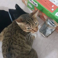 photo de livraison pour Les chats Port-Saint-Louisiens