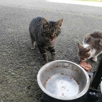 photo de livraison pour Chat L'Heureux Chat l'Ange et Cie