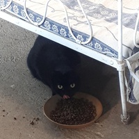photo de livraison pour Chats en Liberté