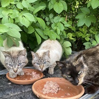 photo de livraison pour Les Chats Perchés de Mirmande