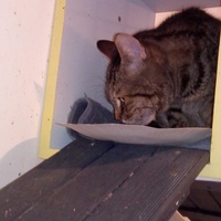 photo de livraison pour Ecole du Chat de Poitiers 