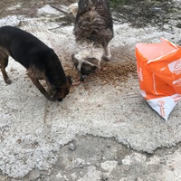 photo de livraison pour Anca Timpeanu