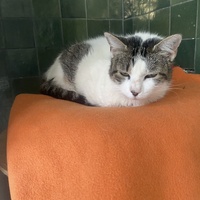 photo de livraison pour SADF (Sauvetage des animaux domestiques de France)