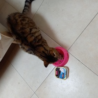 photo de livraison pour Les Amis de Michouette