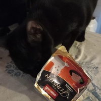 photo de livraison pour 4 Pattes sur mon Cœur