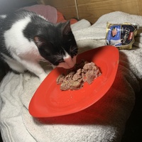 photo de livraison pour Les chats de chez nous