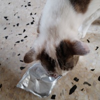 photo de livraison pour Chats Grains d'Amour