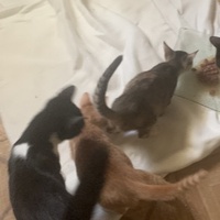 photo de livraison pour Association des Chats Camarguais