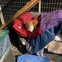 photo de livraison pour SADF (Sauvetage des animaux domestiques de France)