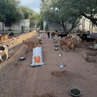 photo de livraison pour Help Adopt Moroccan Animals