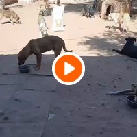 photo de livraison pour Help Adopt Moroccan Animals
