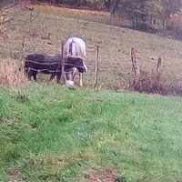 photo de livraison pour Chats errants du val du crenu