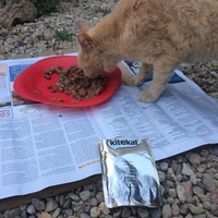 photo de livraison pour Les chats de chez nous