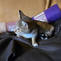 photo de livraison pour Amis de Myrtille