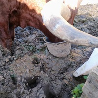 photo de livraison pour HELP