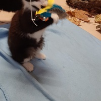 photo de livraison pour Bien vivre avec les Chats Sallélois