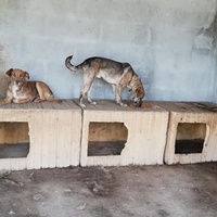 photo de livraison pour Sammelstelle für Tiere in Not e.V.