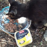 photo de livraison pour Les Chats-Pitresdelavi-Ste