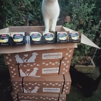 photo de livraison pour Les chats libres de Caro