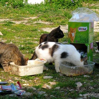 photo de livraison pour L'Ecole du Chat Libre de Berre l'Etang