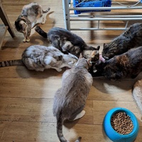 photo de livraison pour Les Chats de Cooper