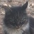 photo animal