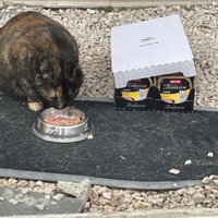 photo de livraison pour Association des Chats Camarguais