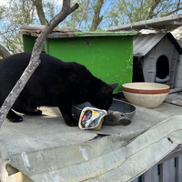 photo de livraison pour Les chats Port-Saint-Louisiens