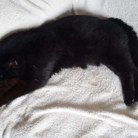 photo de livraison pour Chat Suffit a.sb.l.