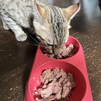 photo de livraison pour Association C.A.T.S. Chat Animal Terrien Solidarité
