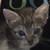 photo animal