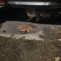 photo de livraison pour Association Animaux Errants Economie
