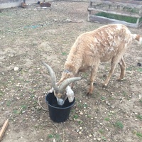 photo de livraison pour La Ferme des Zanimobiles