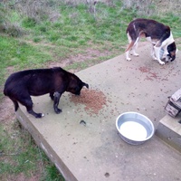 photo de livraison pour Viata Animalelor