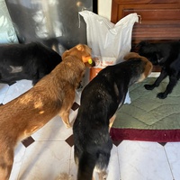 photo de livraison pour Sanctuaire de la Faune de Tanger (SFT)