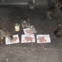 photo de livraison pour Chat Libre de l'Ile du Ramier