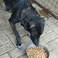 photo de livraison pour Civic Initiative Kane Korzo Skopje