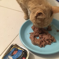 photo de livraison pour L'Ecole du Chat Istreen