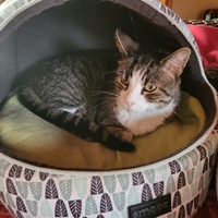 photo de livraison pour Chat de Gout'hier sans Toit