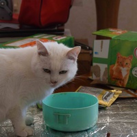 photo de livraison pour Les chats Port-Saint-Louisiens
