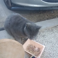 photo de livraison pour Les Chats-Pitresdelavi-Ste