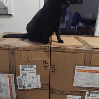 photo de livraison pour Chez Minou