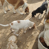 photo de livraison pour For the Strays - Paws of Greece