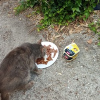 photo de livraison pour Les chats libres de Caro